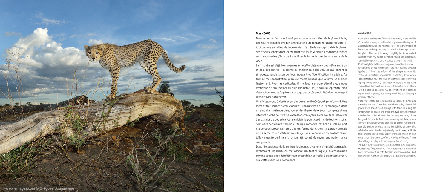 Grégoire Bouguereau photographe animalier