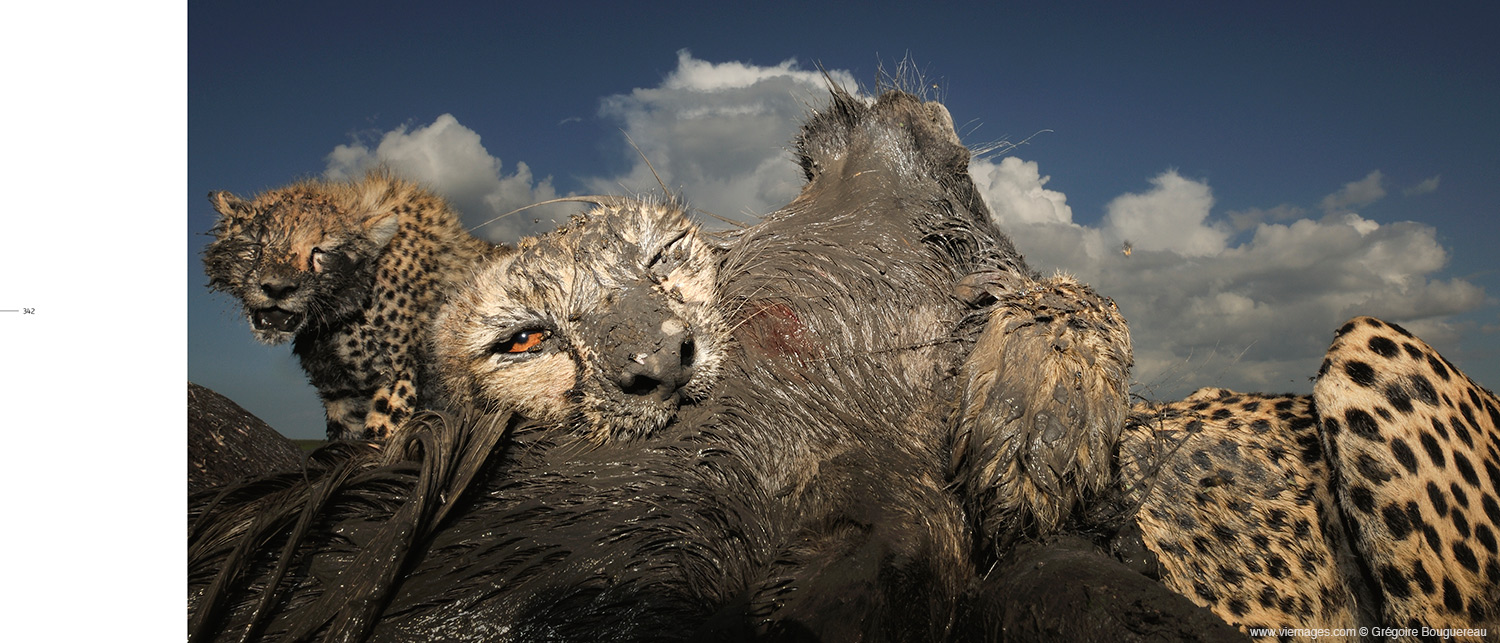 Grégoire Bouguereau photographe animalier